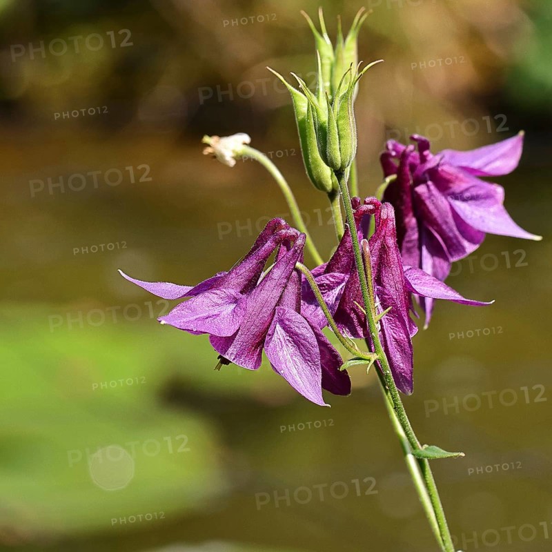 Columbine (Aquilegia vulgaris), dark red flower at the edge of a forest, Wilnsdorf, North Rhine-Westphalia, Germany