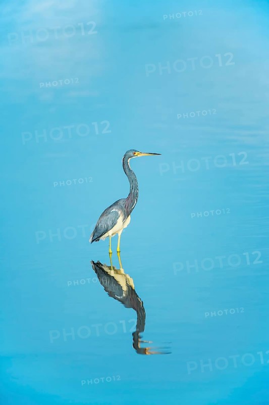 Tricolored heron (Egretta tricolor) looking for food, Sanibel Island, J.N. Ding Darling National Wildlife Refuge, Florida, USA