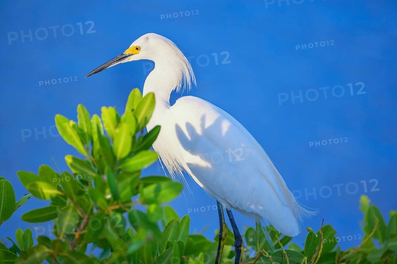 Snowy Egret (Egretta thula) perching on tree, Sanibel Island, J.N. Ding Darling National Wildlife Refuge, Florida, USA
