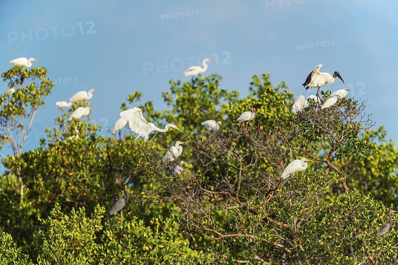 Group of Great white egrets (Ardea alba) and Wood Stork (Mycteria Americana) perching on tree, Sanibel Island, J.N. Ding Darling National Wildlife Refuge, Florida, USA