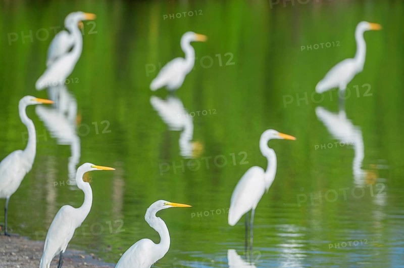 Great white egrets (Ardea alba) looking for food in a pond, Sanibel Island, J.N. Ding Darling National Wildlife Refuge, Florida, USA