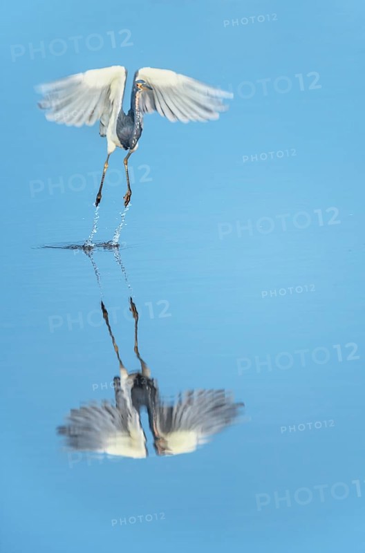 Tricolored heron (Egretta tricolor) in flight, Sanibel Island, J.N. Ding Darling National Wildlife Refuge, Florida, USA