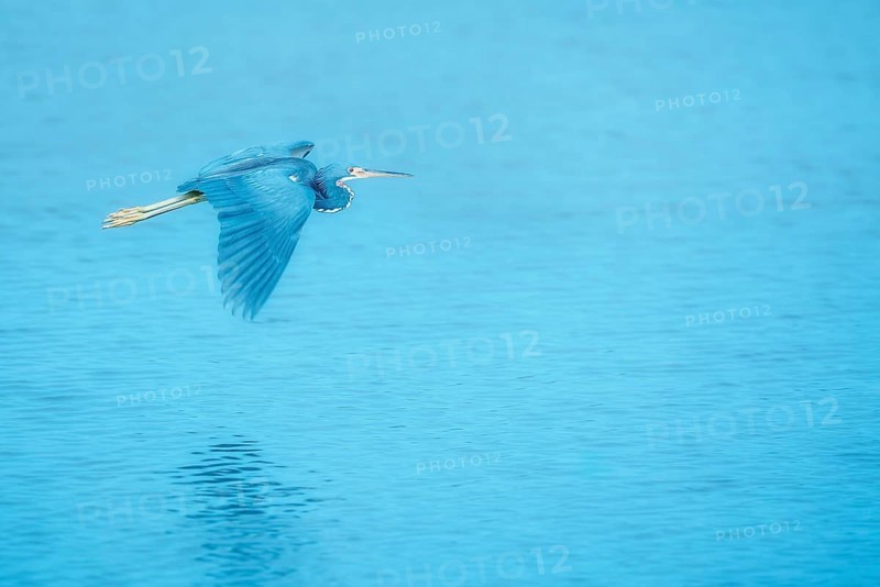 Tricolored herons (Egretta tricolor) in flight, Sanibel Island, J.N. Ding Darling National Wildlife Refuge Florida, USA