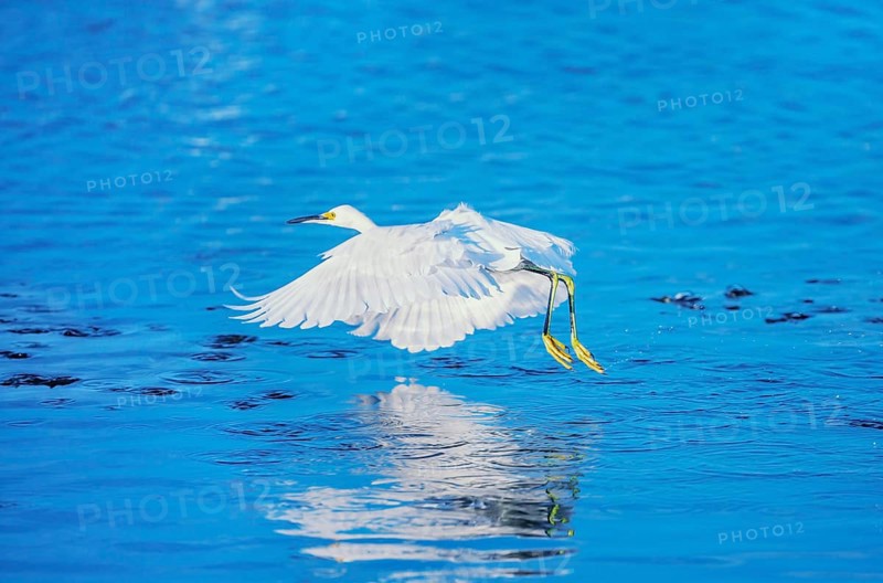 Snowy Egret (Egretta thula) in flight, Sanibel Island, J.N. Ding Darling National Wildlife Refuge Florida, USA