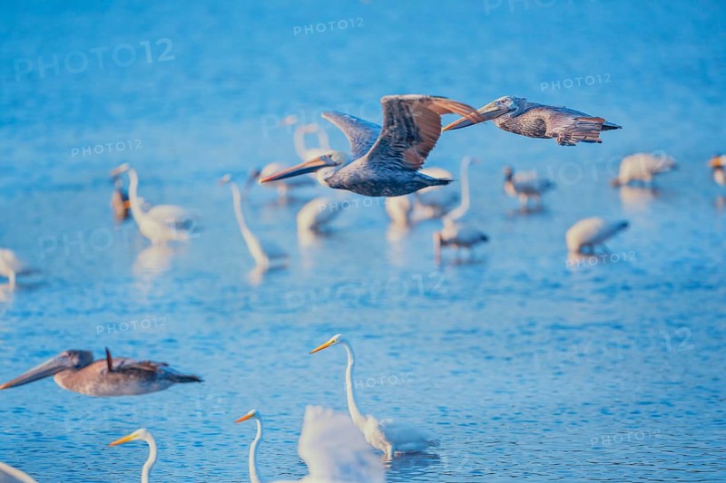 Brown pelicans (Pelecanus occidentalis) in flight, Sanibel Island, J.N. Ding Darling National Wildlife Refuge, Florida, USA