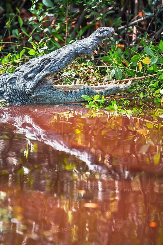 American alligator (Alligator mississipiensis), opening its jaws, Sanibel Island, J.N. Ding Darling National Wildlife Refuge, Florida, USA