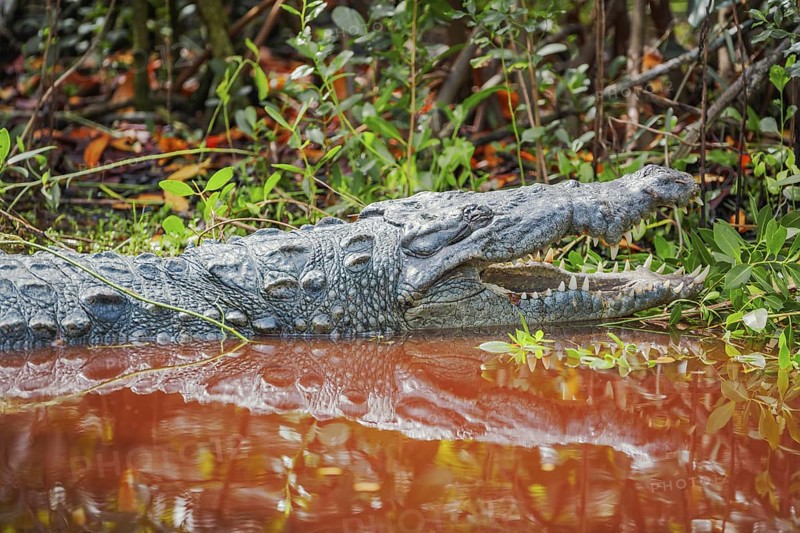 American alligator (Alligator mississipiensis), opening its jaws, Sanibel Island, J.N. Ding Darling National Wildlife Refuge, Florida, USA