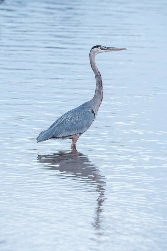 Great blue heron (Ardea herodias) looking for food, Sanibel Island, J.N. Ding Darling National Wildlife Refuge, Florida, USA