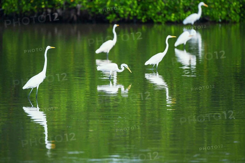 Great white egrets (Ardea alba) looking for food in a pond, Sanibel Island, J.N. Ding Darling National Wildlife Refuge, Florida, USA