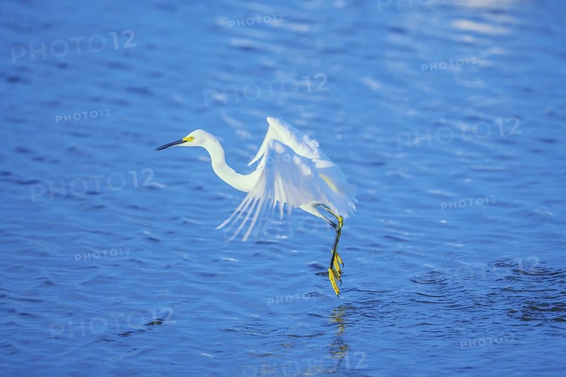 Snowy Egret (Egretta thula) starting flight, Sanibel Island, J.N. Ding Darling National Wildlife Refuge Florida, USA