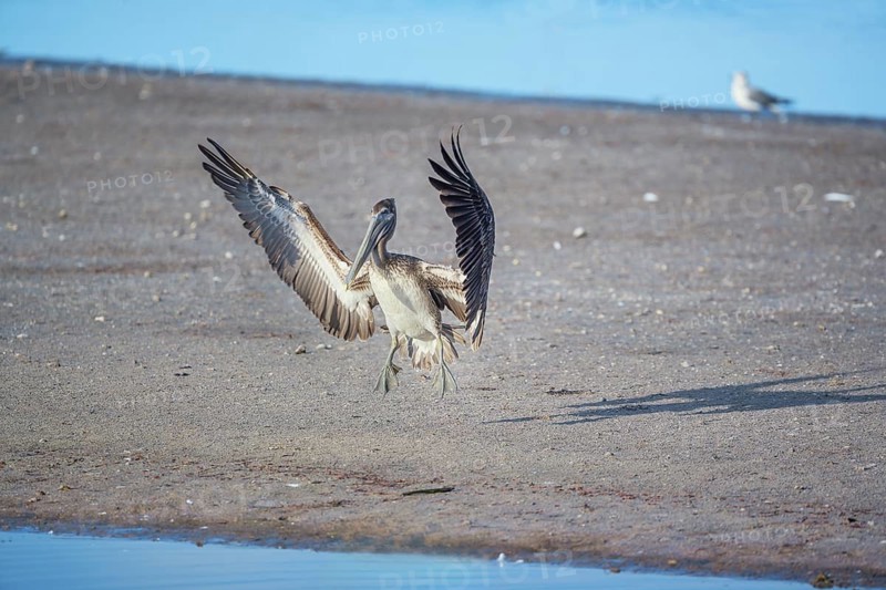Brown pelican (Pelecanus occidentalis) starting flight, Sanibel Island, J.N. Ding Darling National Wildlife Refuge Florida, USA