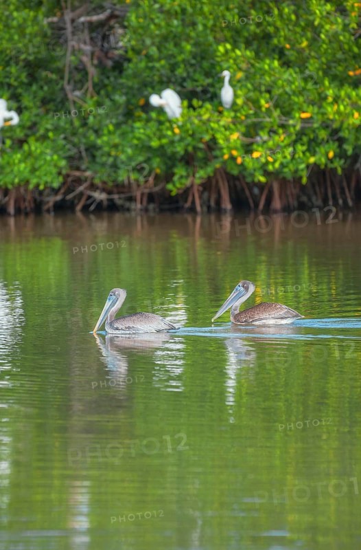 Group of Brown pelicans (Pelecanus occidentalis) fishing, Sanibel Island, J.N. Ding Darling National Wildlife Refuge, Florida, USA