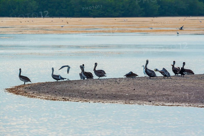 Group of Brown pelicans (Pelecanus occidentalis) looking for food, Sanibel Island, J.N. Ding Darling National Wildlife Refuge, Florida, USA