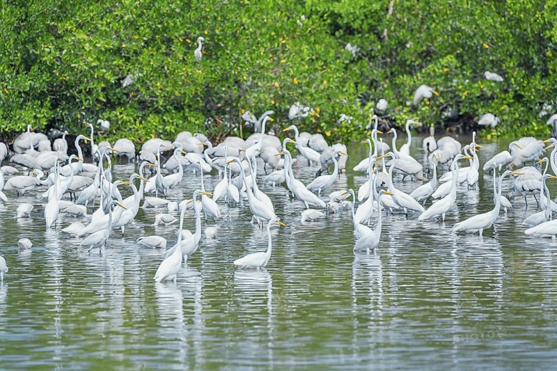 Group of Great white egrets (Ardea alba) looking for food in a pond, Sanibel Island, J.N. Ding Darling National Wildlife Refuge, Florida, USA