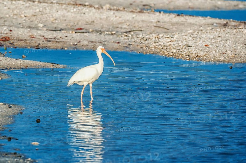 American white ibis (Eudocimus albus) looking for food, Sanibel Island, J.N. Ding Darling National Wildlife Refuge, Florida, USA