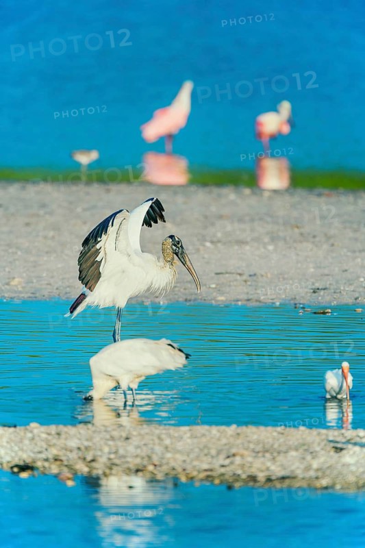 Wood Stork (Mycteria Americana) and Roseate Spoonbills (Platalea ajaja) fishing, Sanibel Island, J.N. Ding Darling National Wildlife Refuge, Florida, USA