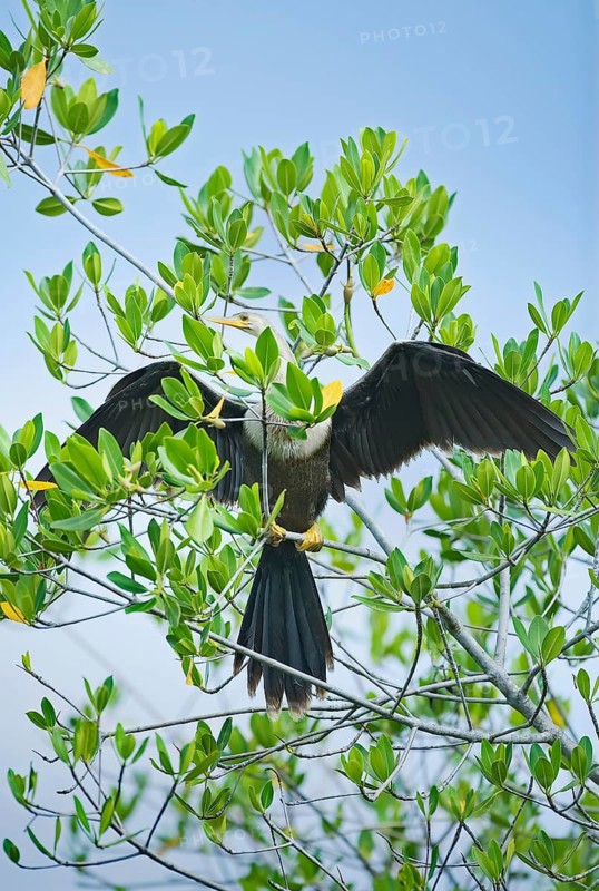 Anhinga (Anhinga Anhinga) spreading wings, Sanibel Island, JN Ding Darling National Wildlife Refuge, Florida, USA