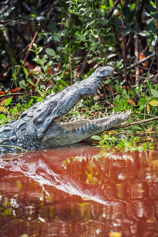 American alligator (Alligator mississipiensis), opening its jaws, Sanibel Island, J.N. Ding Darling National Wildlife Refuge, Florida, USA