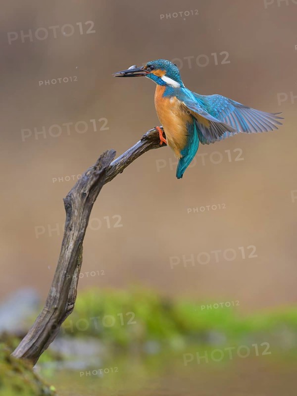 Kingfisher (Alcedo atthis), landing on its perch with fish in its beak, Lechauen, Bavaria