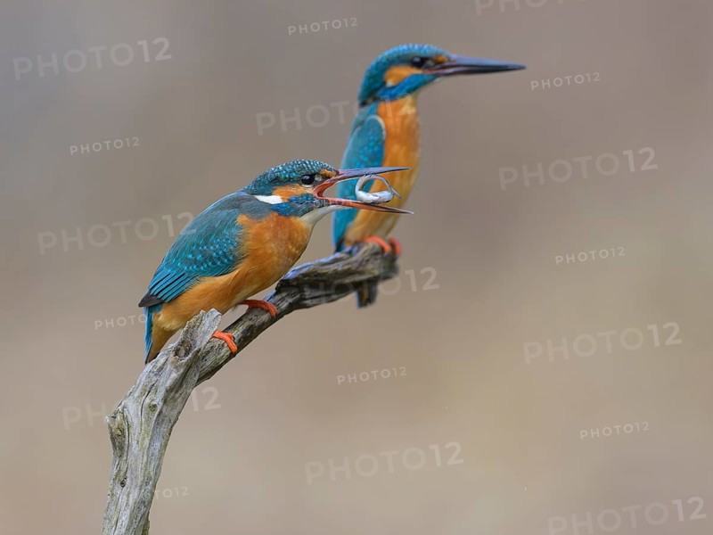 Kingfisher (Alcedo atthis), breeding pair on perch, female with fish in beak, Lechauen, Bavaria