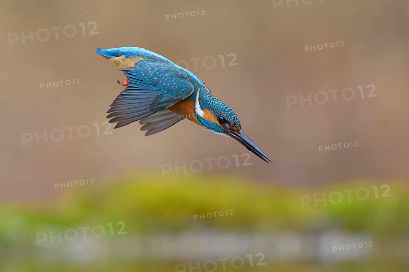 Kingfisher (Alcedo atthis), in a dive, hunting flight, shortly in front of diving into the water, Lechauen, Bavaria