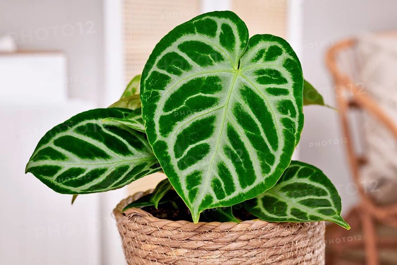 Close up of exotic leaf of 'Silver Blush Anthurium Crystallinum' houseplant in flower pot