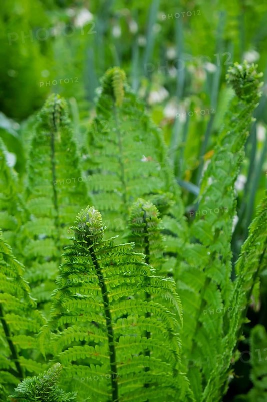 Young shoot, curled leaves of a fern frond, North Rhine-Westphalia, Germany