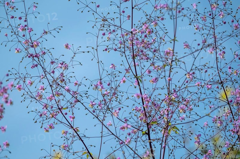Meadow rue (Thalictrum), Münsterland, North Rhine-Westphalia, Germany