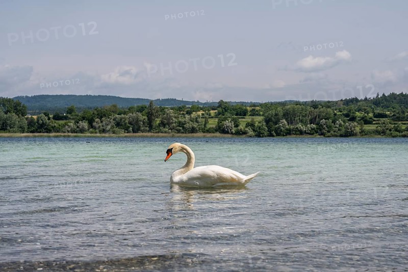 Ein Höckerschwan (Cygnus olor) am Bodenseeufer, Radolfzell am Bodensee, Landkreis Konstanz, Baden-Württemberg, Deutschland