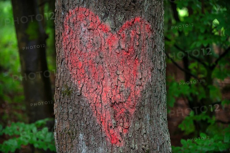Painted red heart on a tree trunk, Bavaria, Germany