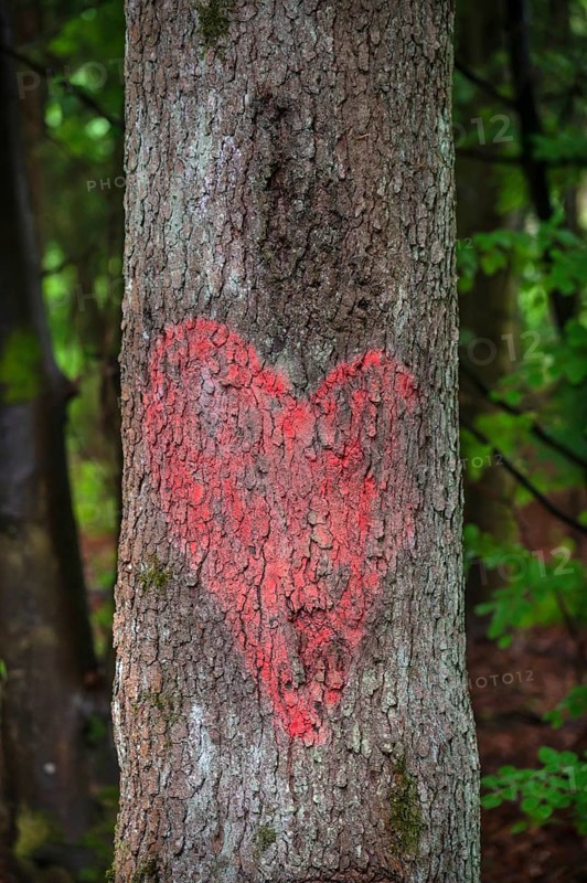 Painted red heart on a tree trunk, Bavaria, Germany