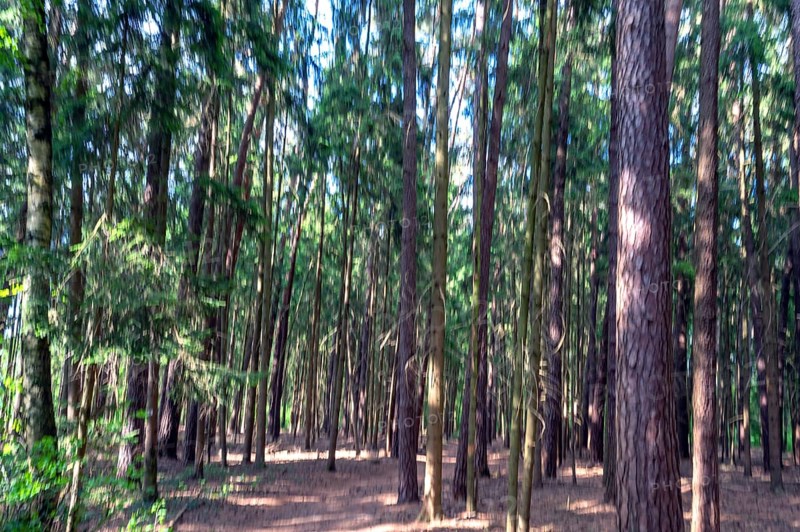 Pine forest (Pinus sylvestris), blurred, Franconia, Bavaria, Germany
