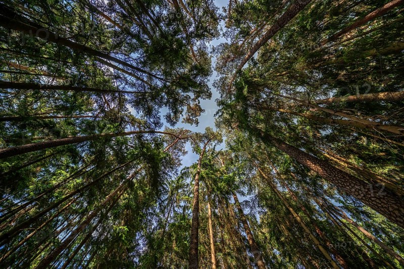 Pine forest (Pinus sylvestris), Franconia, Bavaria, Germany