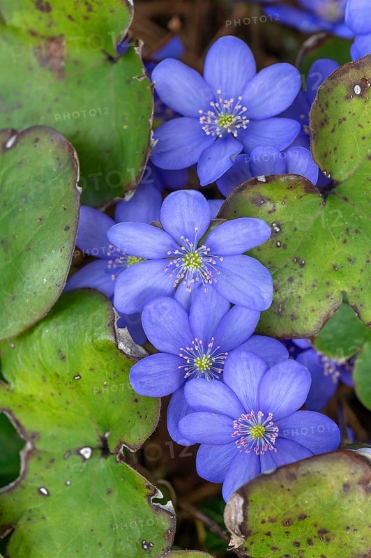Liverwort (Hepatica nobilis), Bavaria, Germany