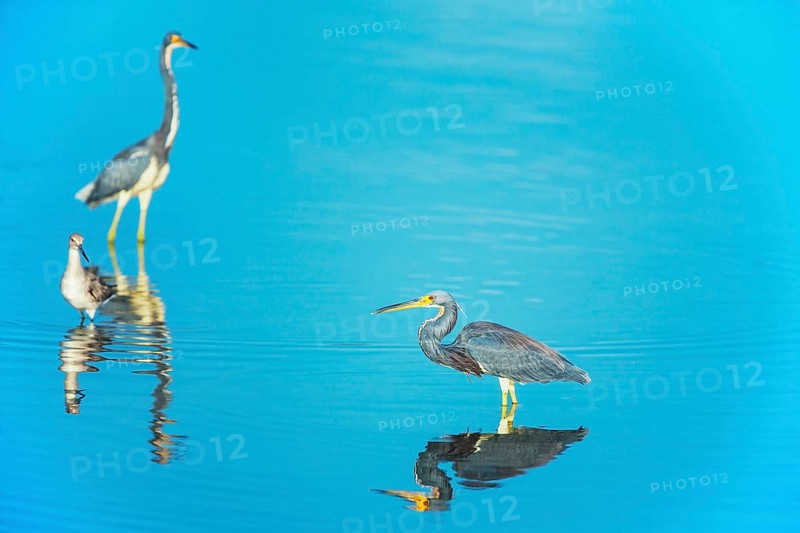 Tricolored herons (Egretta tricolor) looking for food, Sanibel Island, J.N. Ding Darling National Wildlife Refuge, Florida, USA