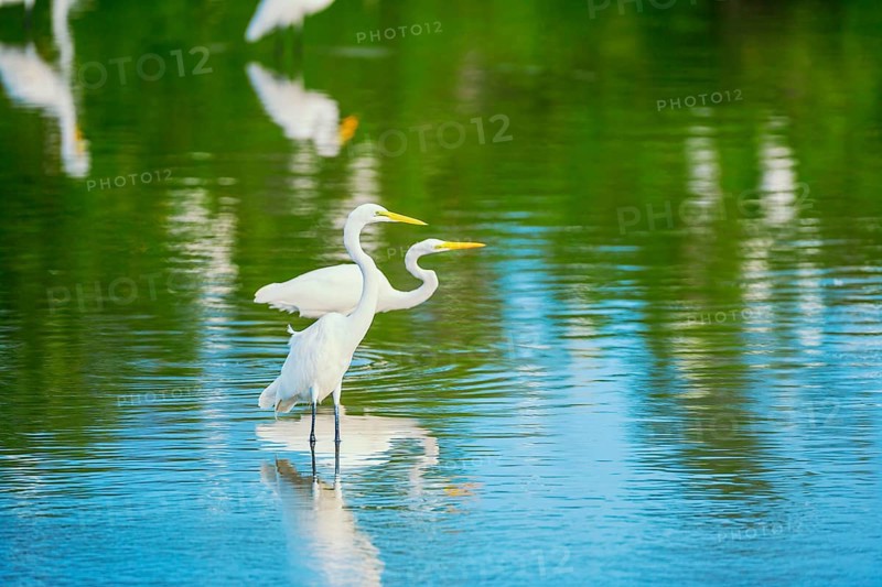 Great white egrets (Ardea alba) looking for food, Sanibel Island, J.N. Ding Darling National Wildlife Refuge, Florida, USA