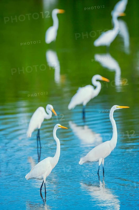 Great white egrets (Ardea alba) looking for food in a pond, Sanibel Island, J.N. Ding Darling National Wildlife Refuge, Florida, USA