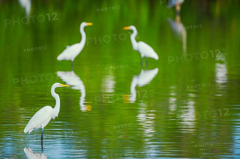 Great white egrets (Ardea alba) looking for food in a pond, Sanibel Island, J.N. Ding Darling National Wildlife Refuge, Florida, USA