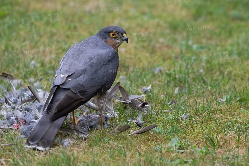 Sparrowhawk (Accipiter nisus), male plucks the bird he has just captured after a successful hunt in the meadow and crowns it extensively, Bielefeld, Germany
