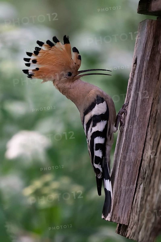 Hoopoe (Upupa epops) at the nesting box, Oberspreewald, Brandenburg, Germany