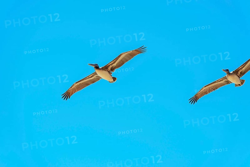Brown Pelicans in flight, Orange County, California, USA, North America