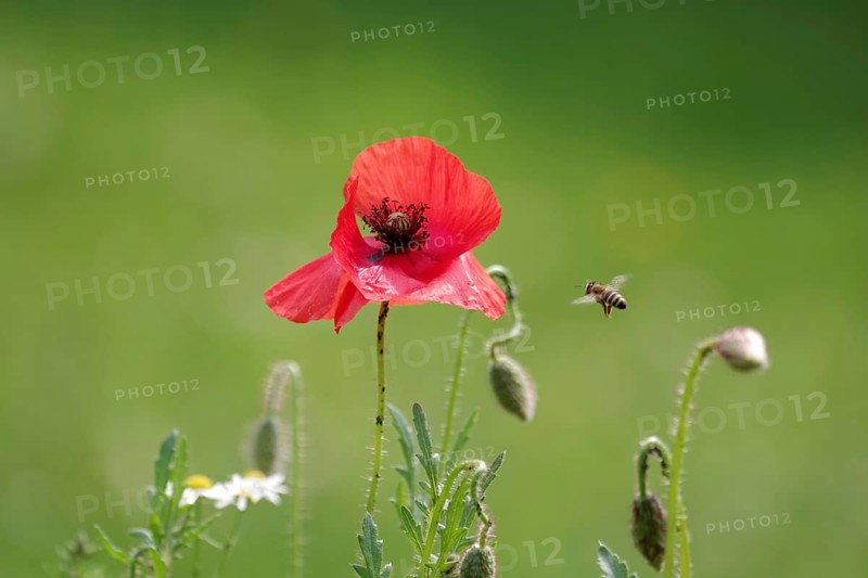 Red poppy (Papaver rhoeas), bee, garden, A bee flies to the poppy flower