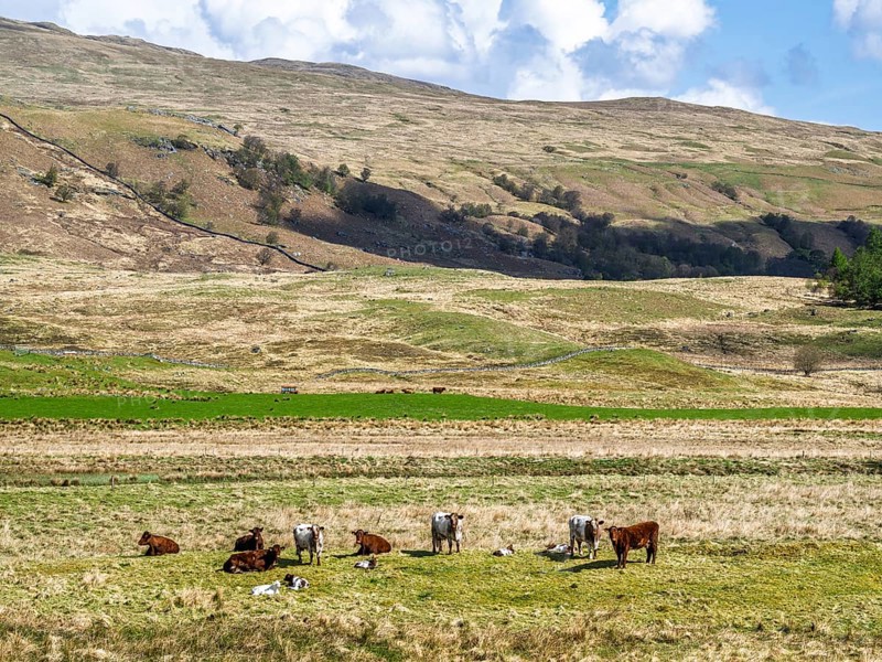 Cows on Farms over River Dochart, Road A85, Perthshire, Scotland, UK