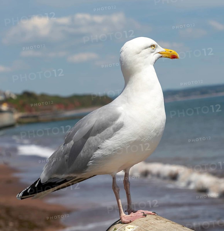 European Herring Gull, Larus argentatus, standing on sea wall above beach, Dawlish, south Devon, England, UK