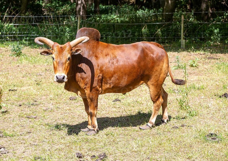 Zebu cattle bullock with horns and hump standing in field, Suffolk, England, UK