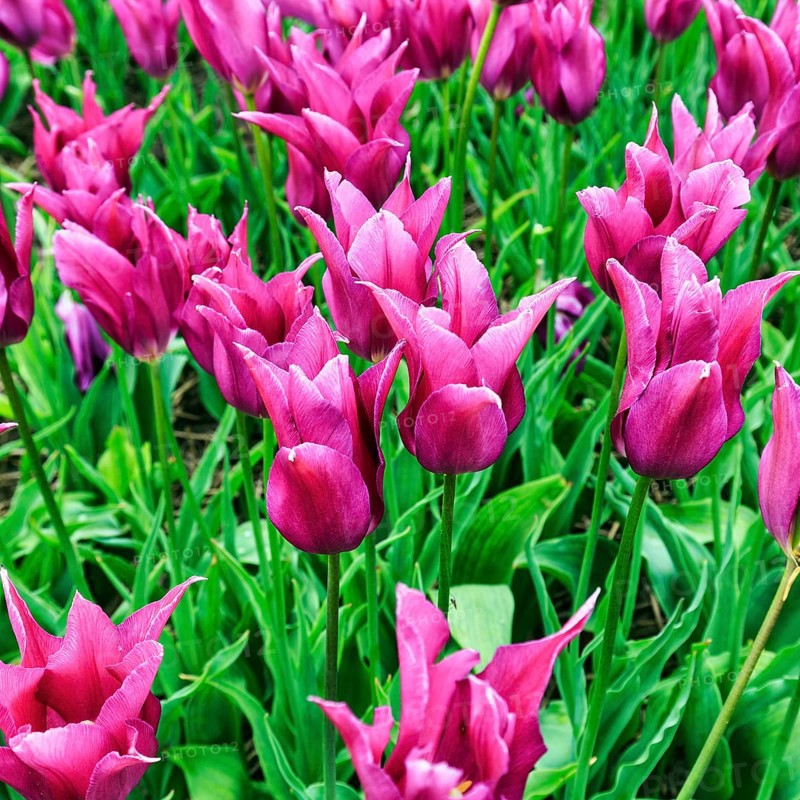 Pink tulips, tulip field, Bollenstreek, South Holland, Netherlands