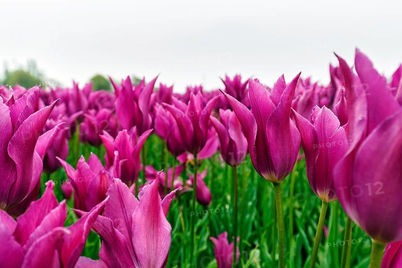 Pink tulips, dull spring weather, cloud cover, tulip field, Bollenstreek, South Holland, Netherlands