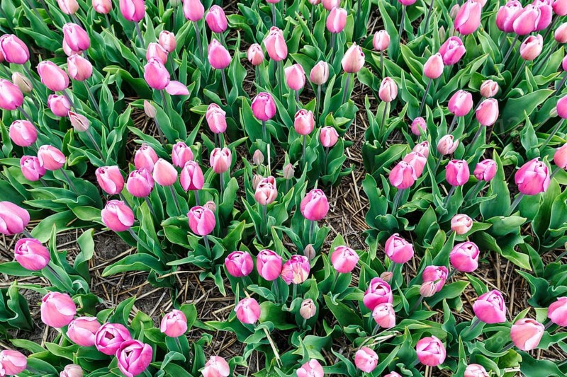Pink tulips, tulip field, view from above, Bollenstreek, South Holland, Netherlands