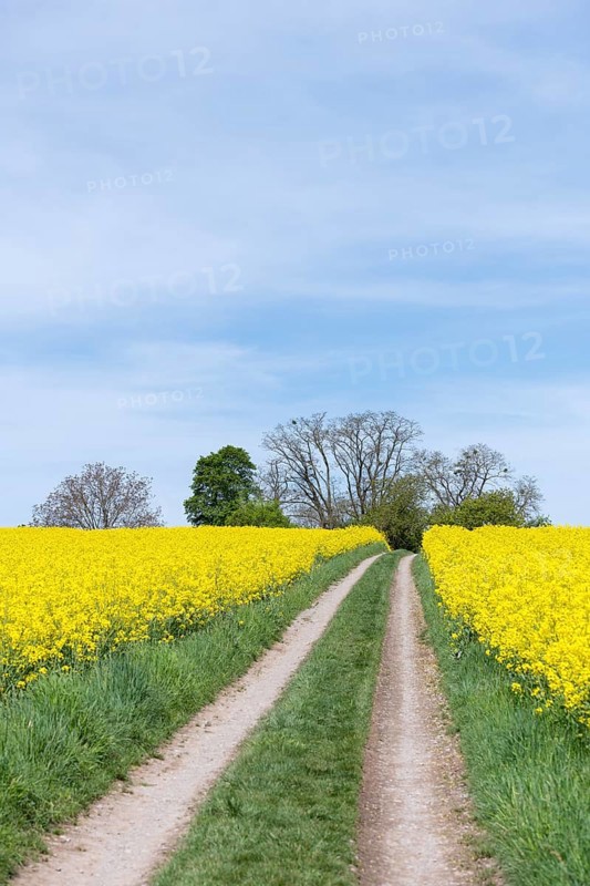 A yellow rape field with a dirt track, surrounded by trees and a blue sky with clouds, near Winnenden, Baden-Württemberg, Germany