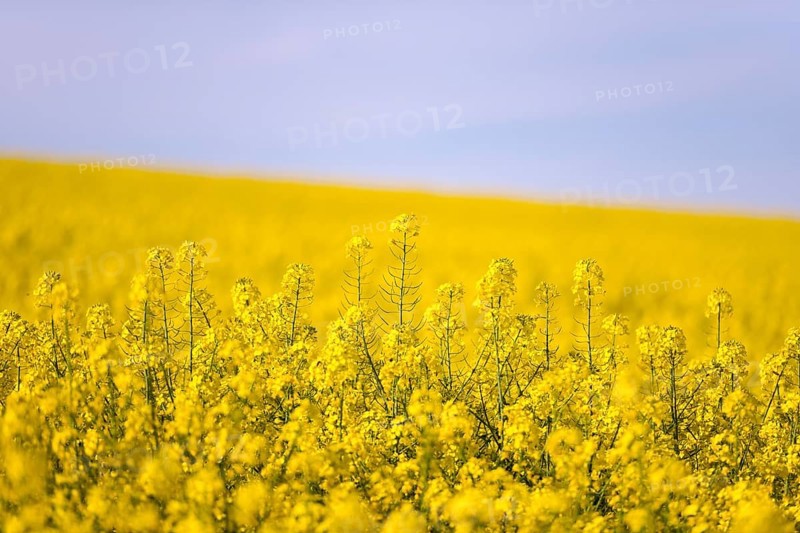 A wide, yellow rape field under a clear blue sky, creating a peaceful and spring-like scene, Baden-Württemberg, Germany